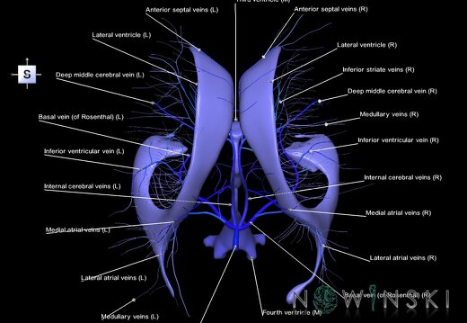 G2.T12-16.6.V5.C2.L1.Cerebral ventricles-Deep cerebral veins