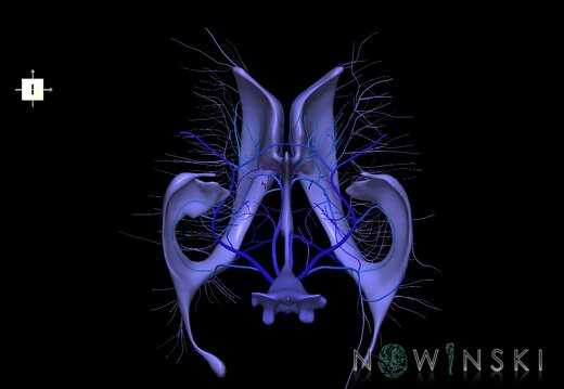 G2.T12-16.6.V6.C2.L0.Cerebral ventricles-Deep cerebral veins