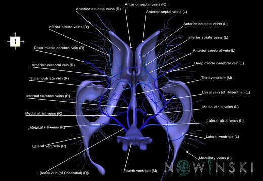 G2.T12-16.6.V6.C2.L1.Cerebral ventricles-Deep cerebral veins