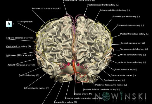 G2.T13.1-15.2.V1.C2.L1.White matter whole–Intracranial arterial system whole
