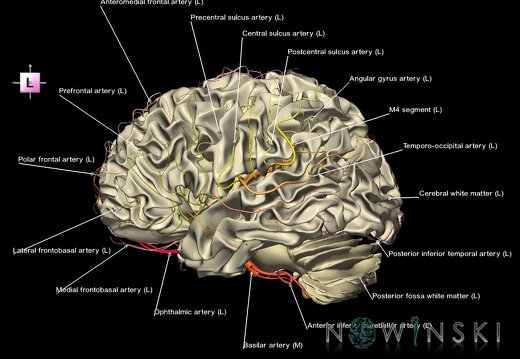 G2.T13.1-15.2.V2.C2.L1.White matter whole–Intracranial arterial system whole