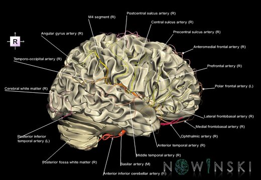 G2T13.1-15.2.WhiteMatterWhole-IntracranialArterialSystemWhole