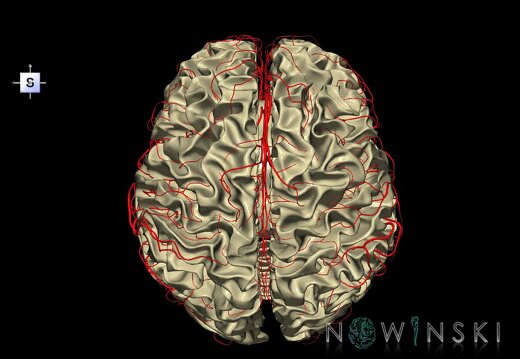 G2.T13.1-15.2.V5.C1.L0.White matter whole–Intracranial arterial system whole