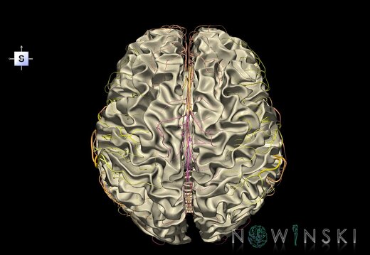 G2.T13.1-15.2.V5.C2.L0.White matter whole–Intracranial arterial system whole