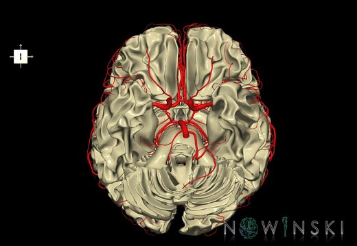 G2.T13.1-15.2.V6.C1.L0.White matter whole–Intracranial arterial system whole