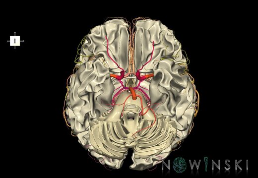 G2.T13.1-15.2.V6.C2.L0.White matter whole–Intracranial arterial system whole