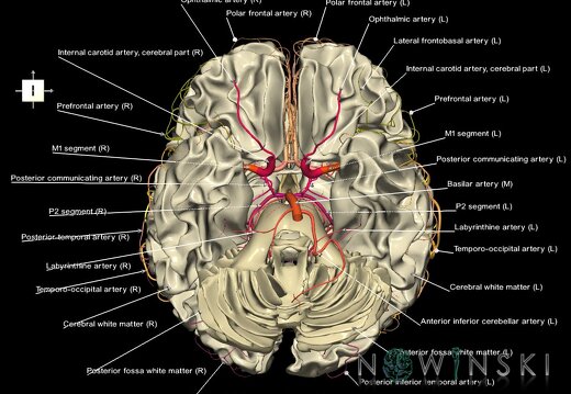 G2.T13.1-15.2.V6.C2.L1.White matter whole–Intracranial arterial system whole