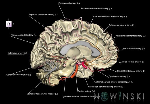 G2T13-15.WhiteMatter-IntracranialArterialSystem