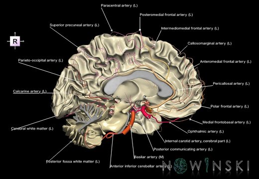 G2.T13.2-15.3.V4.C2.L1.White matter left–Intracranial arterial system left