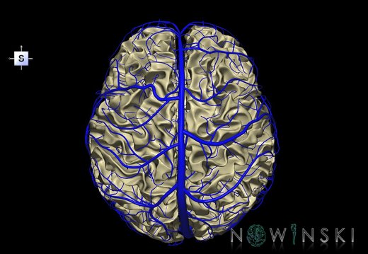 G2T13-16.WhiteMatter-IntracranialVenousSystem
