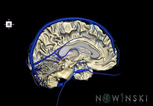 G2T13.2-16.2.WhiteMatterLeft-IntracranialVenousSystemLeft