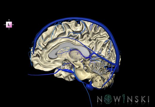 G2T13-16.WhiteMatter-IntracranialVenousSystem