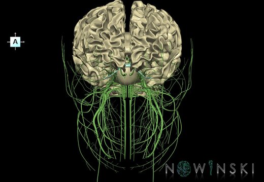 G2.T13.1-19.1.V1.C1.L0.White matter whole–Cranial nerves all
