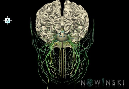 G2.T13.1-19.1.V1.C2.L0.White matter whole–Cranial nerves all