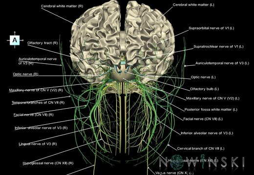 G2.T13.1-19.1.V1.C2.L1.White matter whole–Cranial nerves all