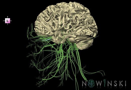 G2.T13.1-19.1.V2.C1.L0.White matter whole–Cranial nerves all