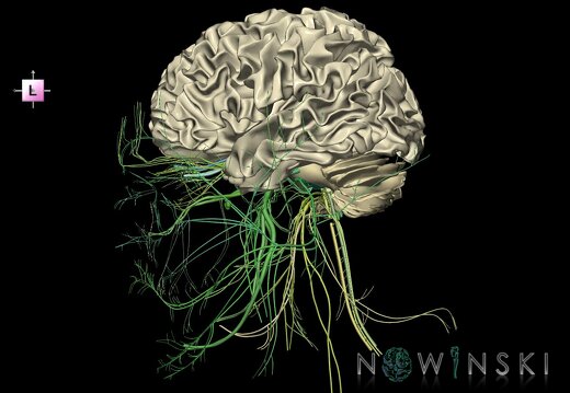 G2.T13.1-19.1.V2.C2.L0.White matter whole–Cranial nerves all