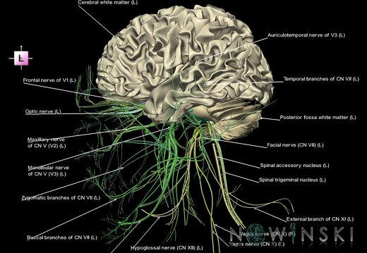 G2.T13.1-19.1.V2.C2.L1.White matter whole–Cranial nerves all