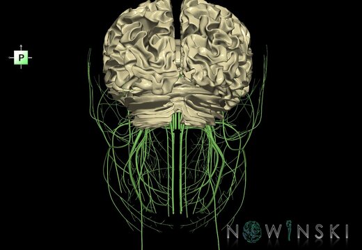 G2.T13.1-19.1.V3.C1.L0.White matter whole–Cranial nerves all