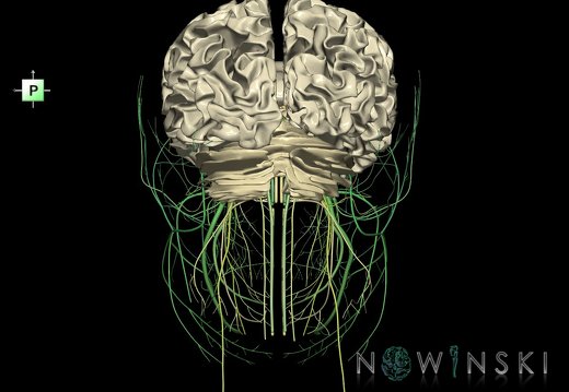 G2.T13.1-19.1.V3.C2.L0.White matter whole–Cranial nerves all