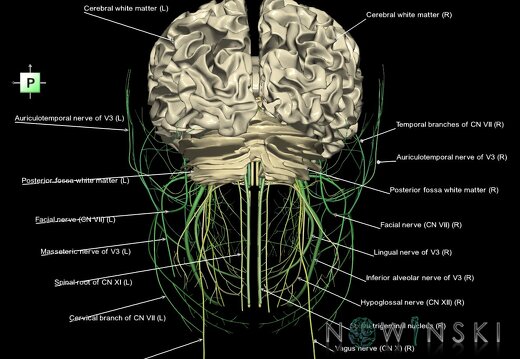 G2.T13.1-19.1.V3.C2.L1.White matter whole–Cranial nerves all