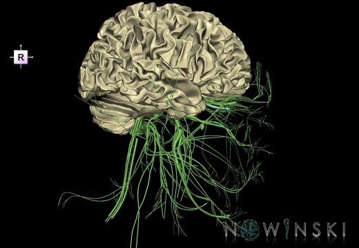 G2.T13.1-19.1.V4.C1.L0.White matter whole–Cranial nerves all