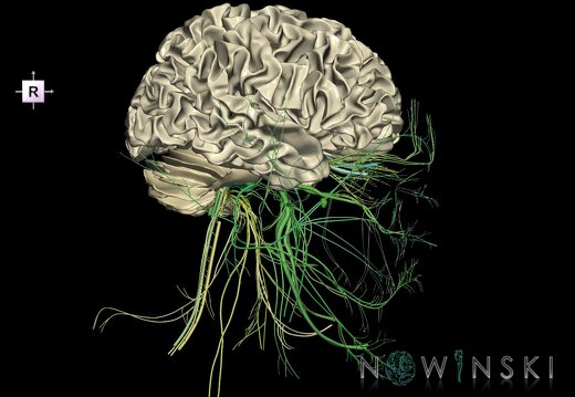 G2.T13.1-19.1.V4.C2.L0.White matter whole–Cranial nerves all