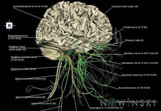 G2.T13.1-19.1.V4.C2.L1.White matter whole–Cranial nerves all