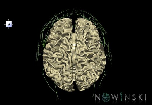 G2.T13.1-19.1.V5.C1.L0.White matter whole–Cranial nerves all