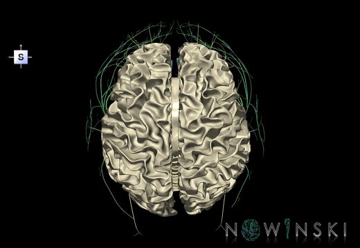 G2.T13.1-19.1.V5.C2.L0.White matter whole–Cranial nerves all