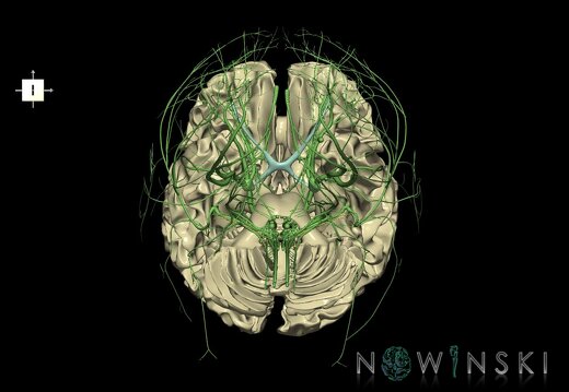 G2.T13.1-19.1.V6.C1.L0.White matter whole–Cranial nerves all