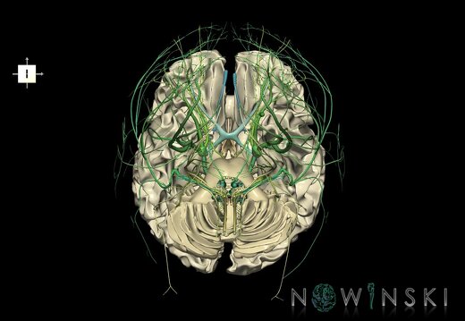 G2.T13.1-19.1.V6.C2.L0.White matter whole–Cranial nerves all