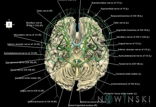 G2.T13.1-19.1.V6.C2.L1.White matter whole–Cranial nerves all
