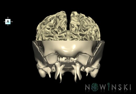 G2.T13.1-22.3.V1.C1.L0.White matter whole–Skull base