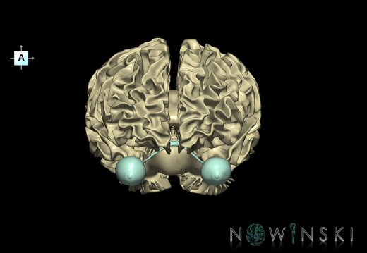 G2.T13.1-26.V1.C1.L0.White matter whole–Visual system