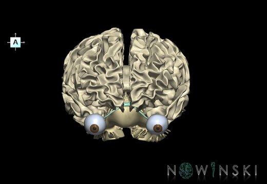 G2.T13.1-26.V1.C2.L0.White matter whole–Visual system