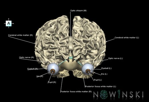 G2.T13.1-26.V1.C2.L1.White matter whole–Visual system