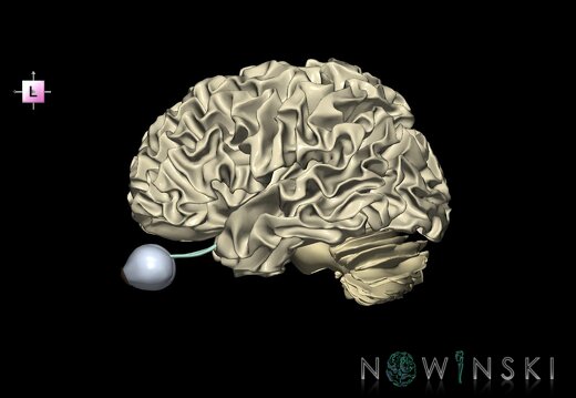 G2.T13.1-26.V2.C2.L0.White matter whole–Visual system
