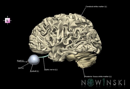 G2.T13.1-26.V2.C2.L1.White matter whole–Visual system