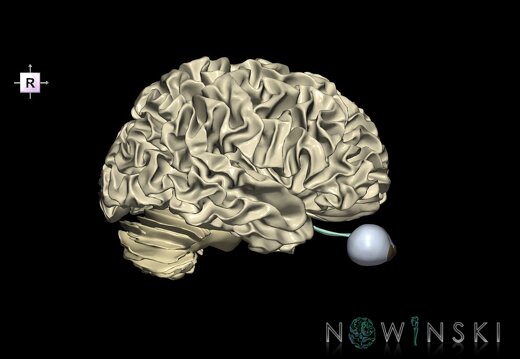 G2.T13.1-26.V4.C2.L0.White matter whole–Visual system