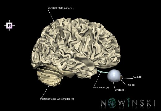 G2.T13.1-26.V4.C2.L1.White matter whole–Visual system