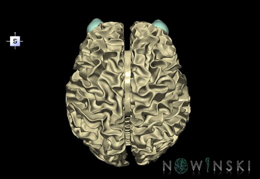 G2.T13.1-26.V5.C1.L0.White matter whole–Visual system