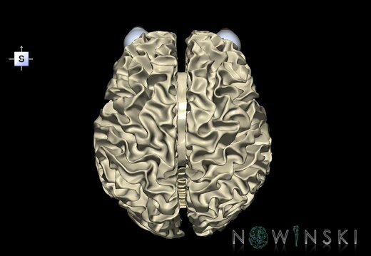 G2.T13.1-26.V5.C2.L0.White matter whole–Visual system
