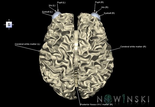 G2.T13.1-26.V5.C2.L1.White matter whole–Visual system