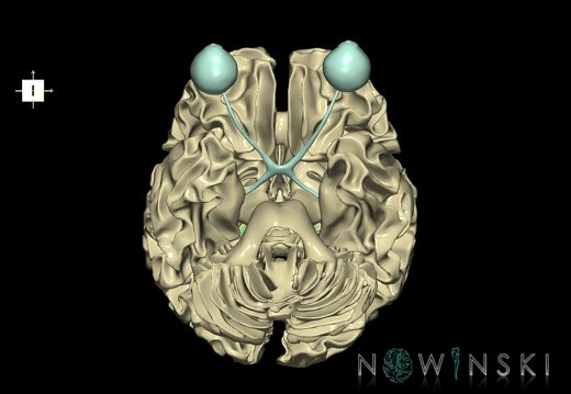 G2.T13.1-26.V6.C1.L0.White matter whole–Visual system