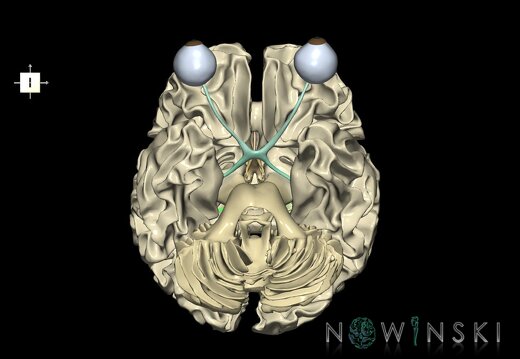 G2.T13.1-26.V6.C2.L0.White matter whole–Visual system