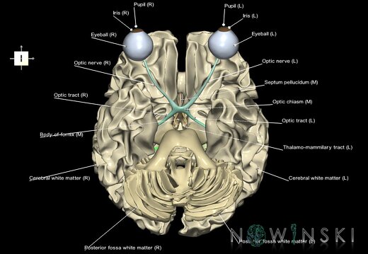 G2.T13.1-26.V6.C2.L1.White matter whole–Visual system