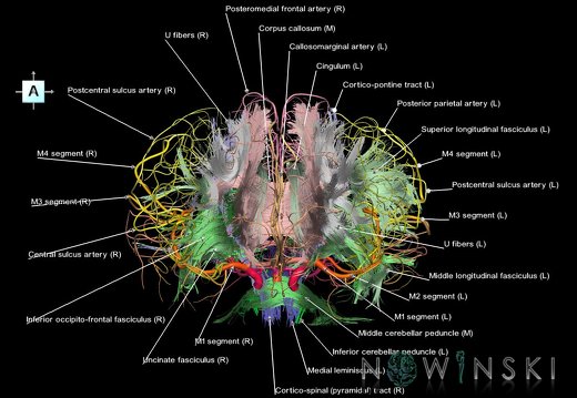 G2.T14.1-15.2.V1.C2-2.L1.White matter tracts all–Intracranial arteries all