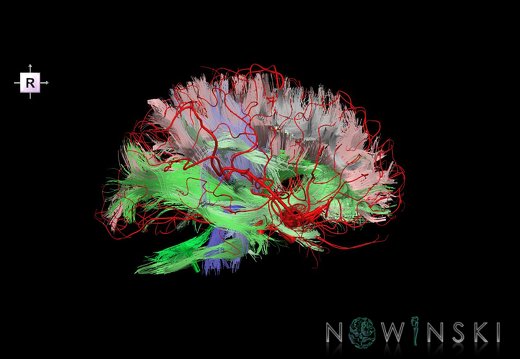 G2.T14.1-15.2.V4.C2-1.L0.White matter tracts all–Intracranial arteries all