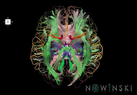G2.T14.1-15.2.V6.C2-2.L0.White matter tracts all–Intracranial arteries all